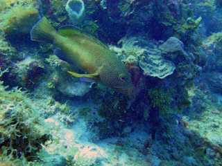 Close-up of colorful saltwater fish swimming among coral branches.