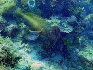 Close-up of colorful tropical fish swimming near coral reefs around Saona Island.