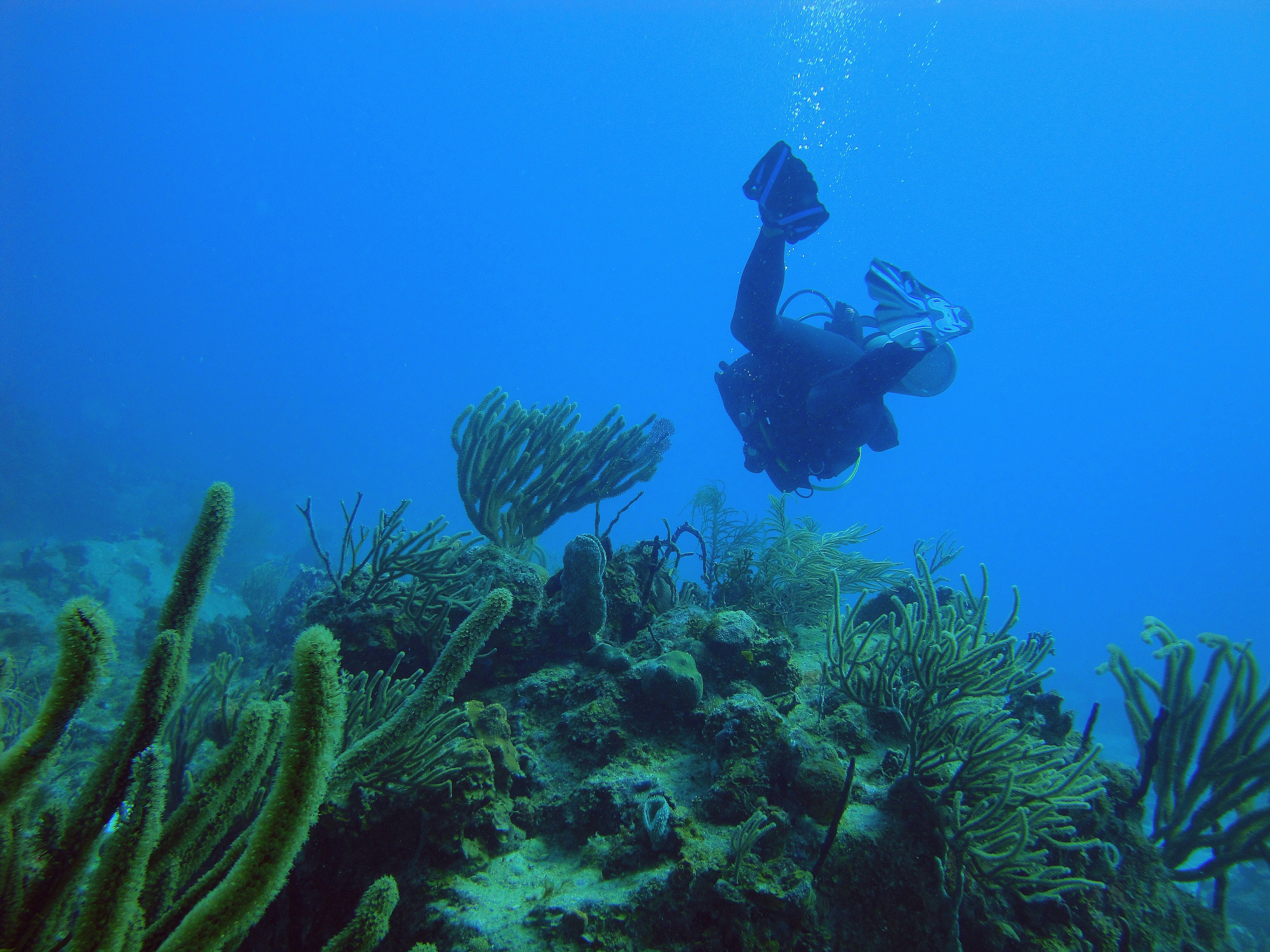 Snorkeler swimming through warm volcanic bubbles rising from the ocean floor at Champagne Reef