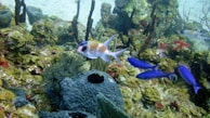 A vibrant underwater scene features a colorful coral reef with a variety of marine life. Several fish, including a prominent one with striking orange and white patterns, swim among the corals. The reef is lush with different species of sponges and coral, displaying shades of green, yellow, and red.