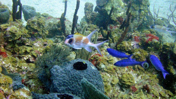 A vibrant underwater scene features a colorful coral reef with a variety of marine life. Several fish, including a prominent one with striking orange and white patterns, swim among the corals. The reef is lush with different species of sponges and coral, displaying shades of green, yellow, and red.