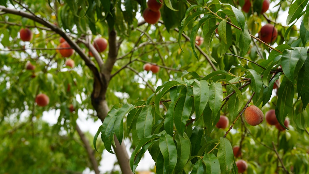 un arbre avec des fruits dessus