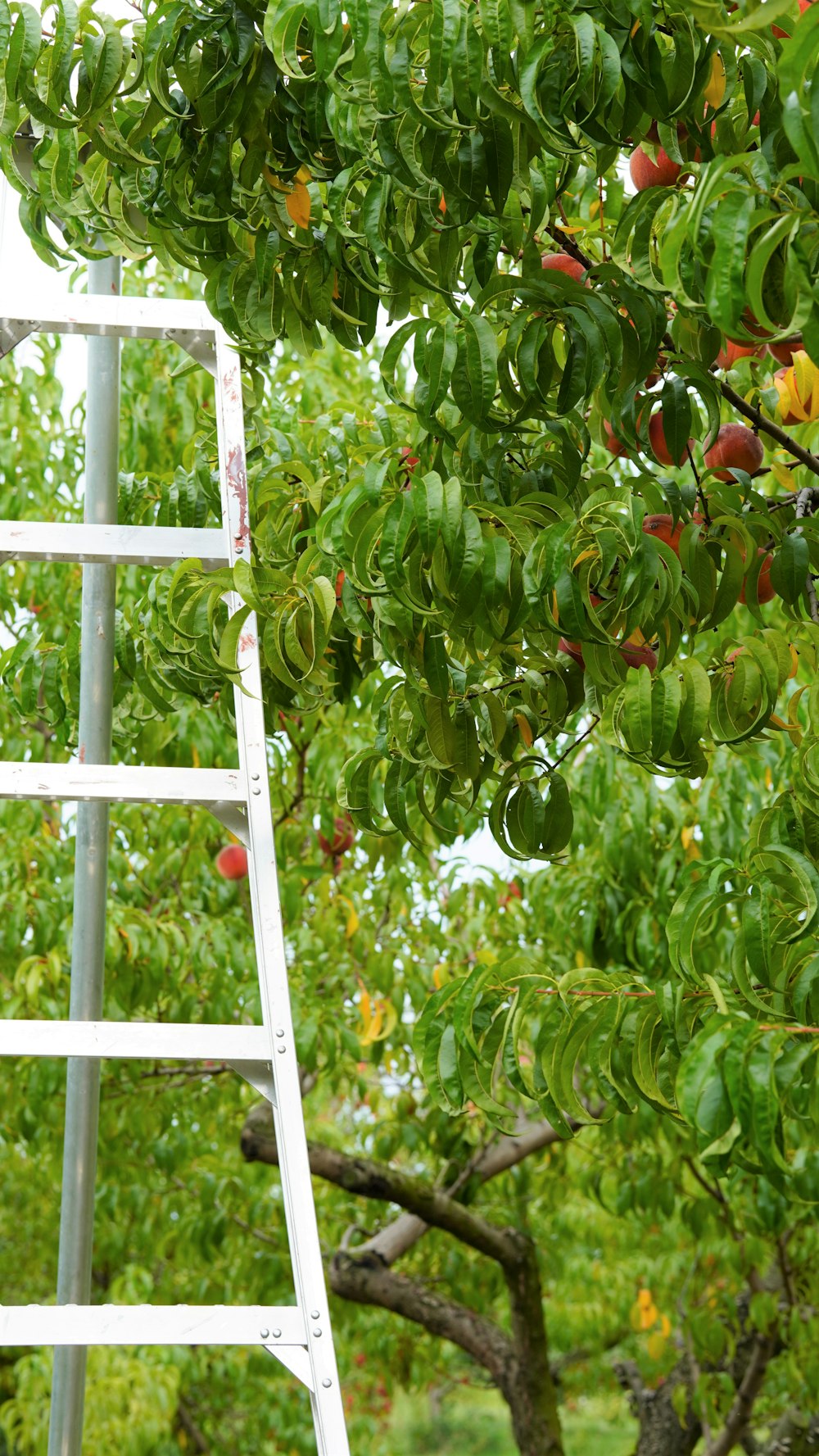 un arbre avec des fruits qui poussent dessus