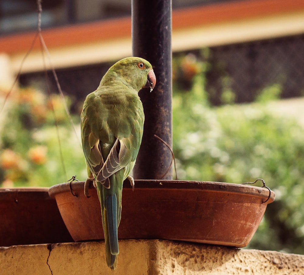 a bird perched on a bird feeder