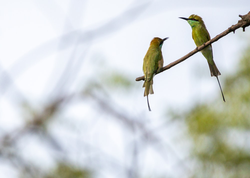 birds on a tree branch