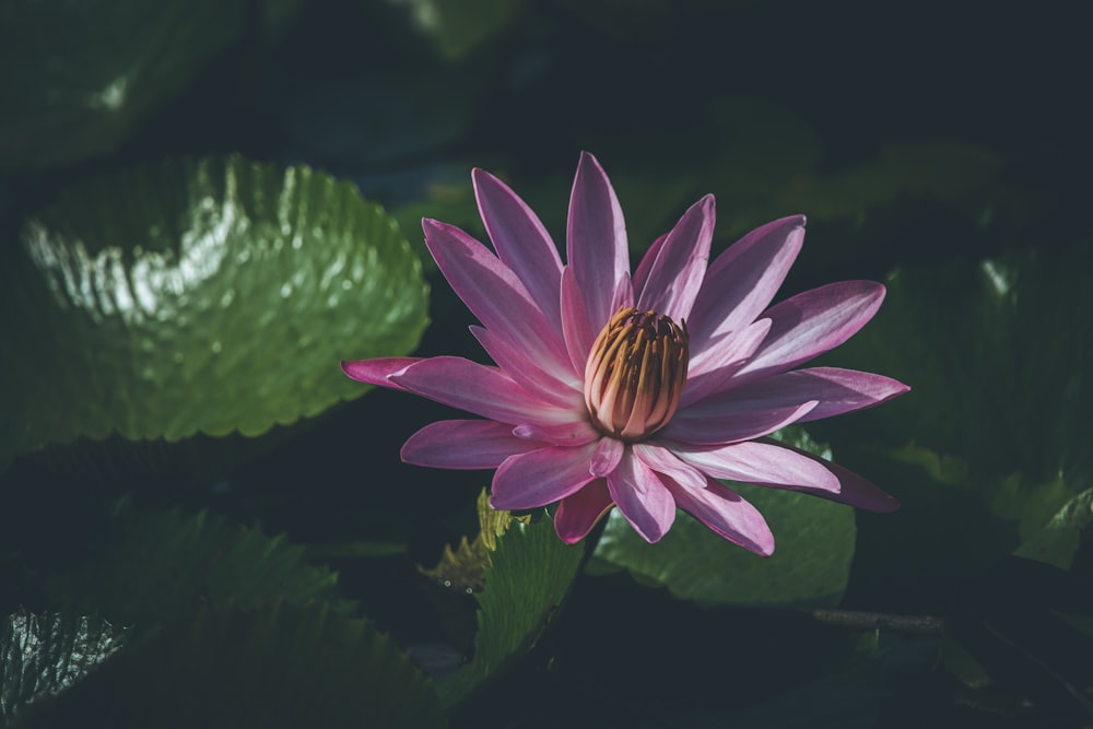 a pink flower in a pond