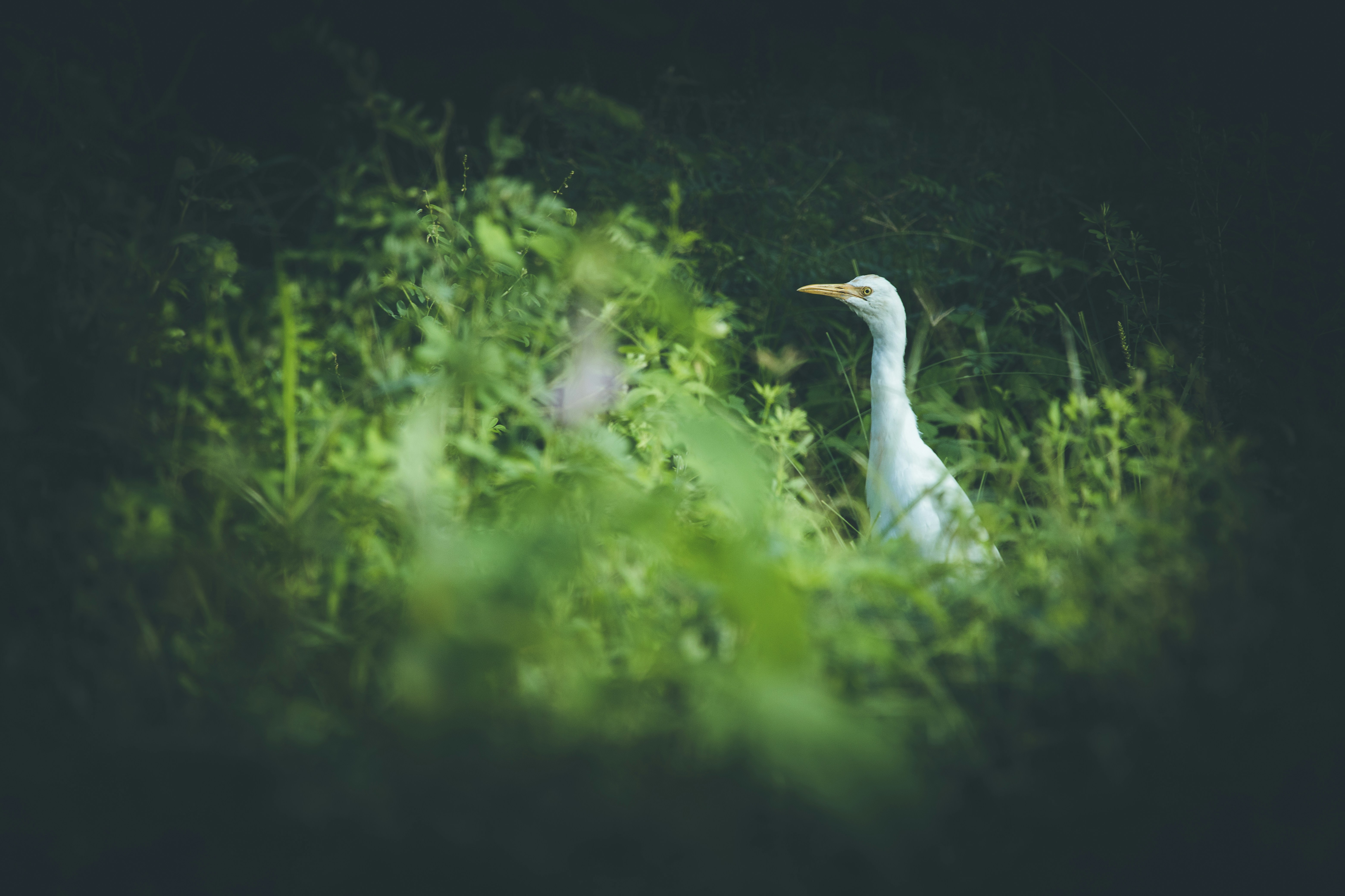 a bird in the bushes