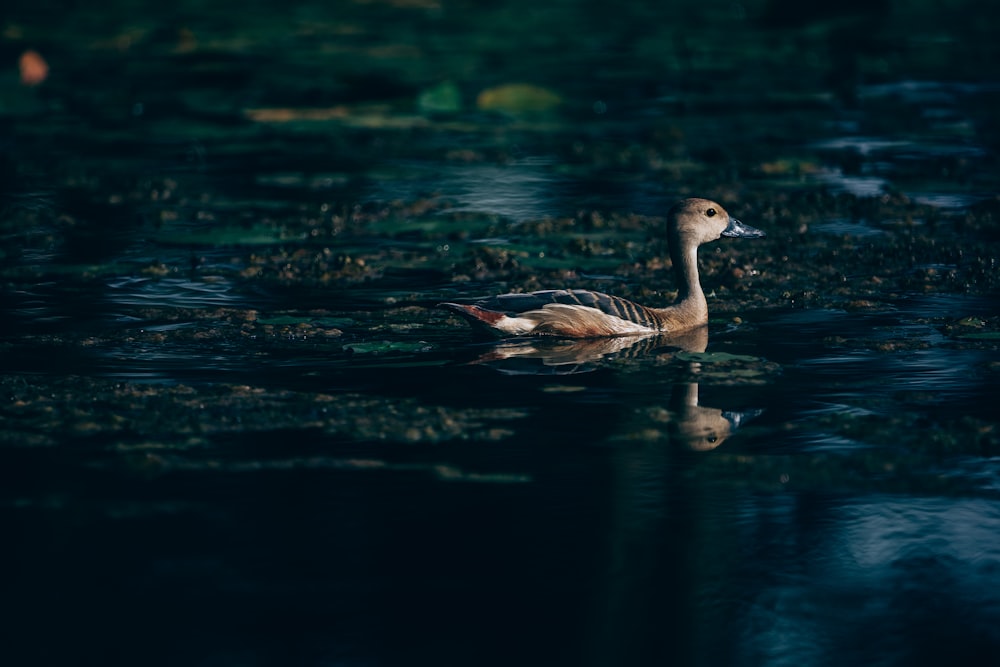 a duck swimming in water