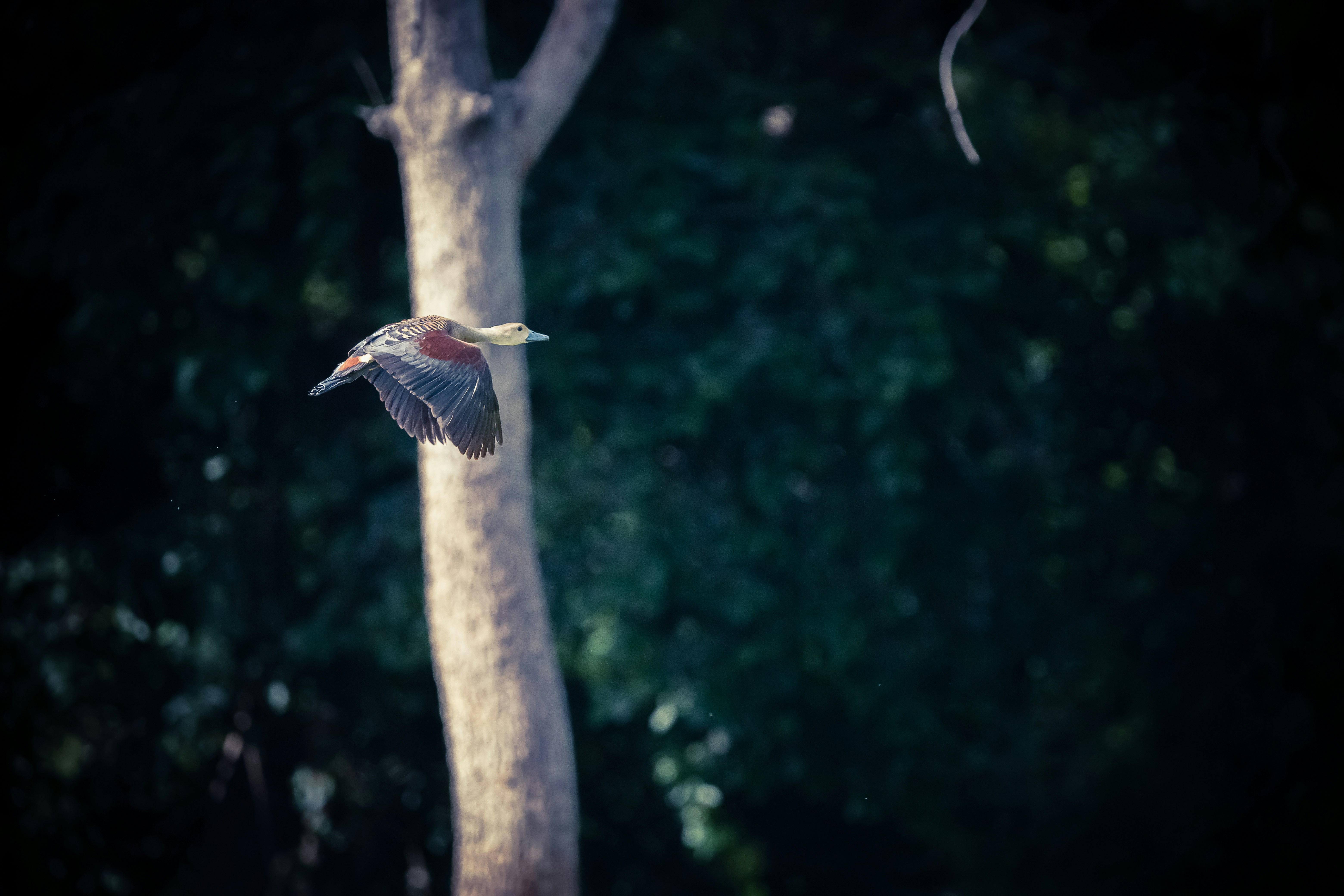 You may not quite be free as a bird, but this amazing collection of bird images is just that: totally free to use! Parrots, owls, hummingbirds: Unsplash has images of them all, each prettier than the last.