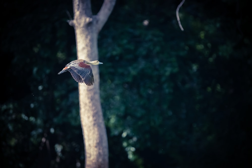 a bird on a tree branch