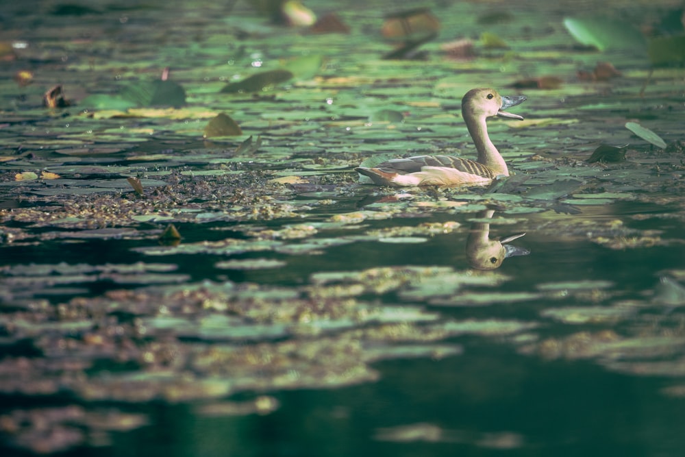 a couple of ducks swimming in a pond