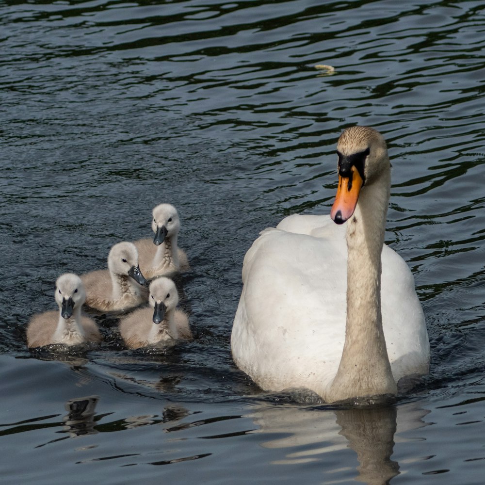 a swan with its ducklings swimming in water