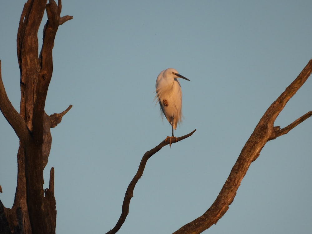 a bird perched on a branch