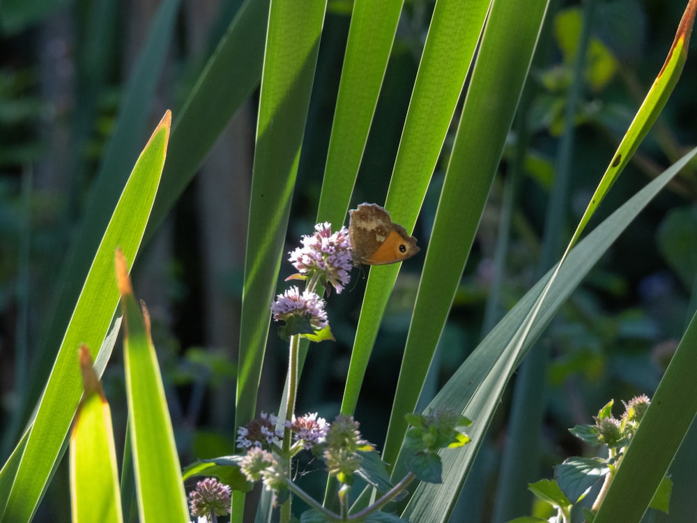 a ladybug on a plant