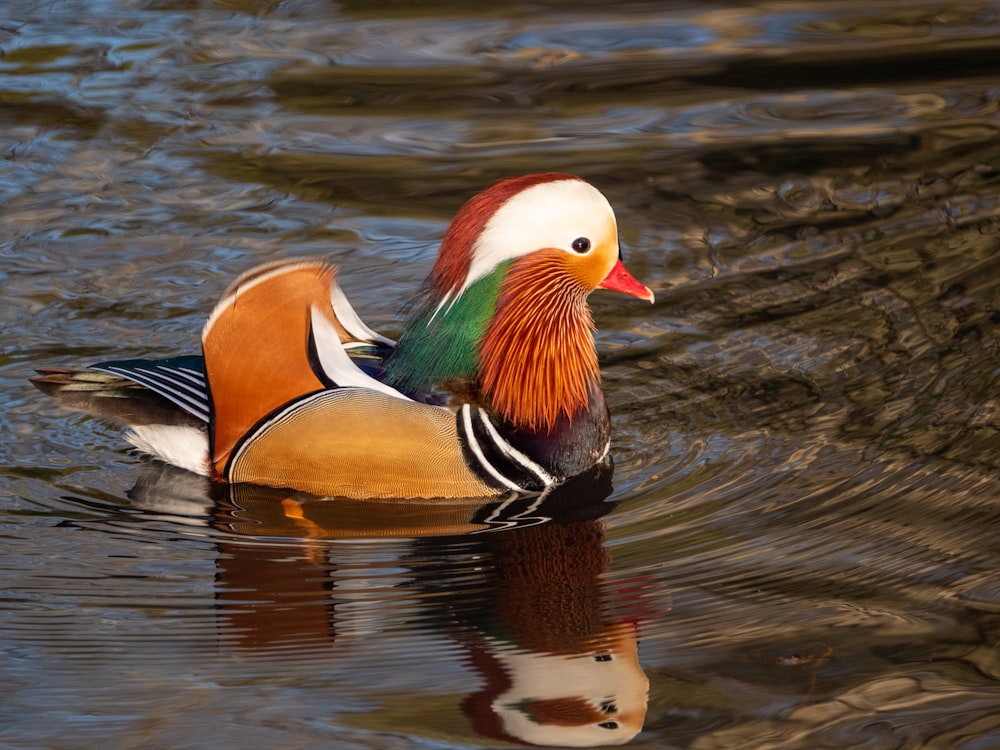 a colorful bird swimming in water