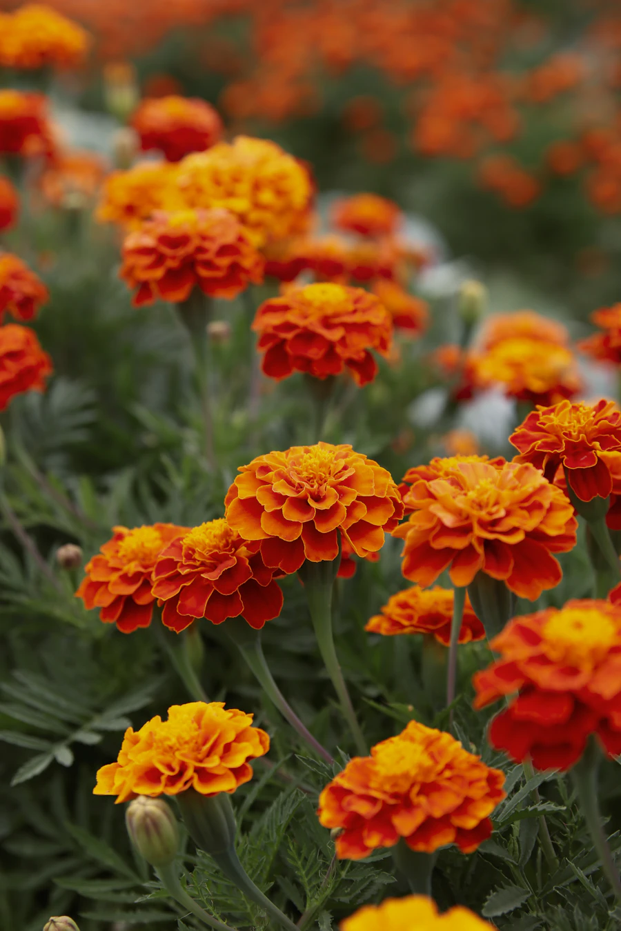 A vivid field of marigold flowers, used in festival worship