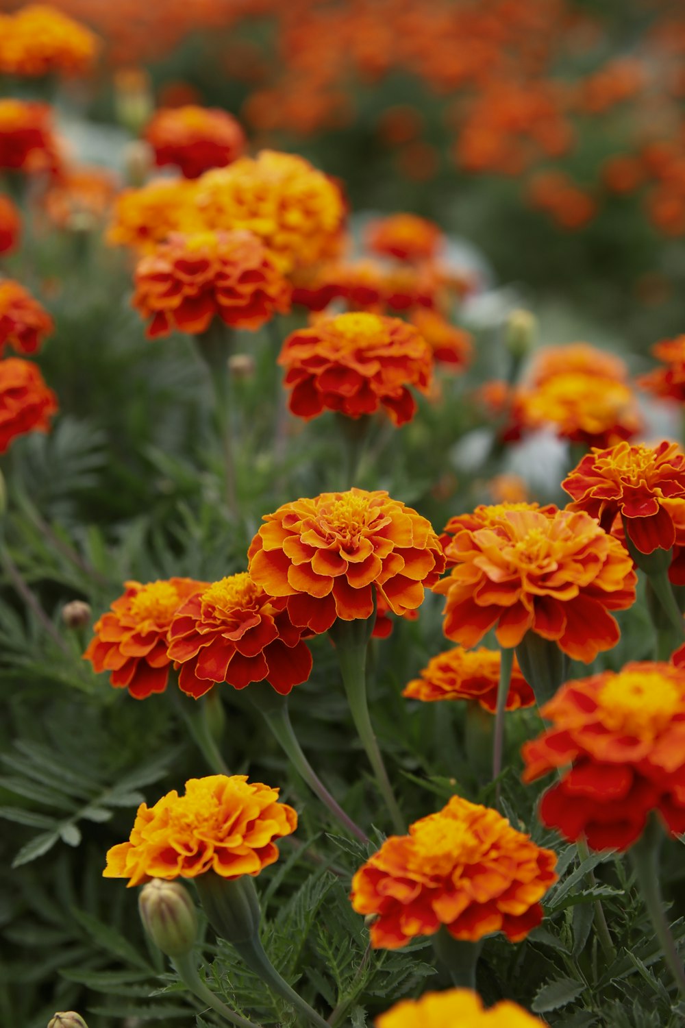 a field of orange flowers
