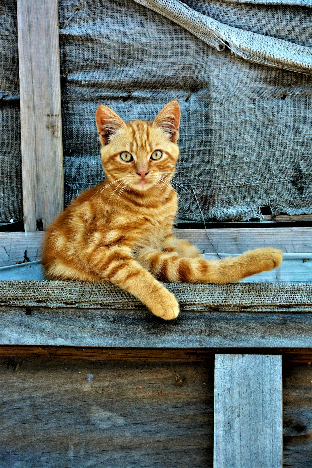 Eine Katze sitzt auf einer Bank