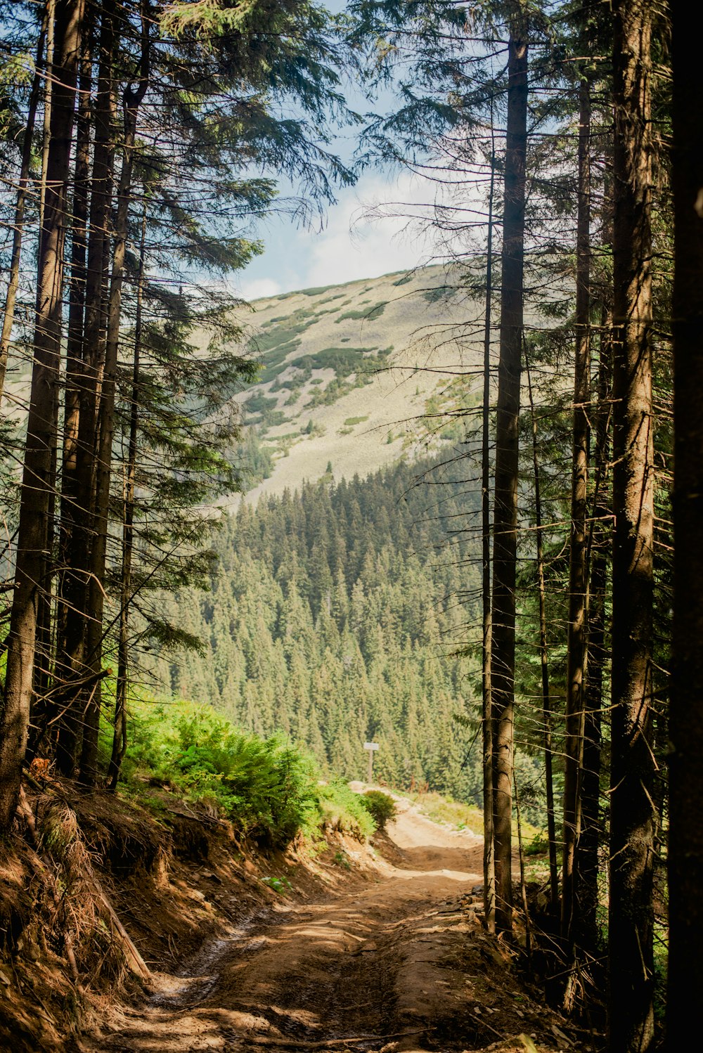 Ein Feldweg durch einen Wald