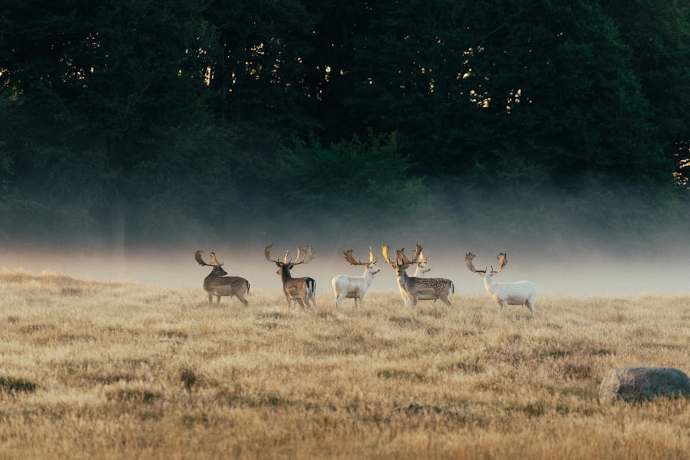 a group of deer in a field