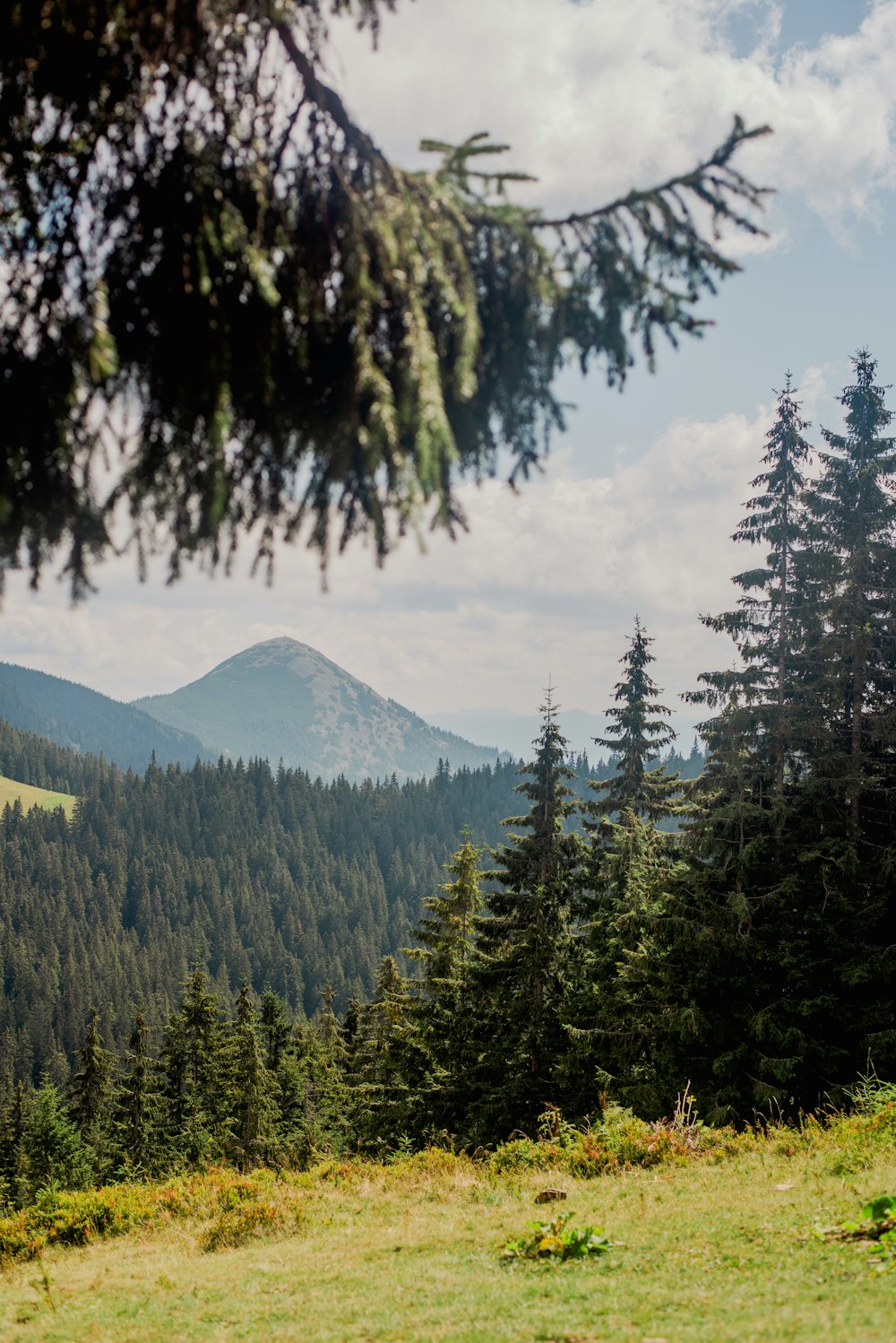 Ein Wald aus Bäumen und Bergen