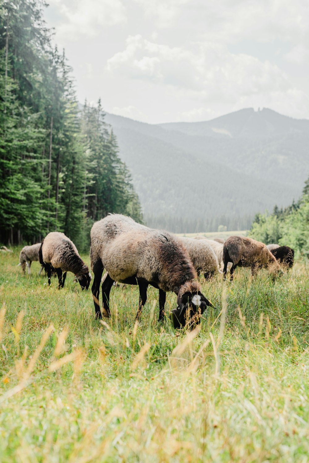 a group of sheep grazing in a meadow
