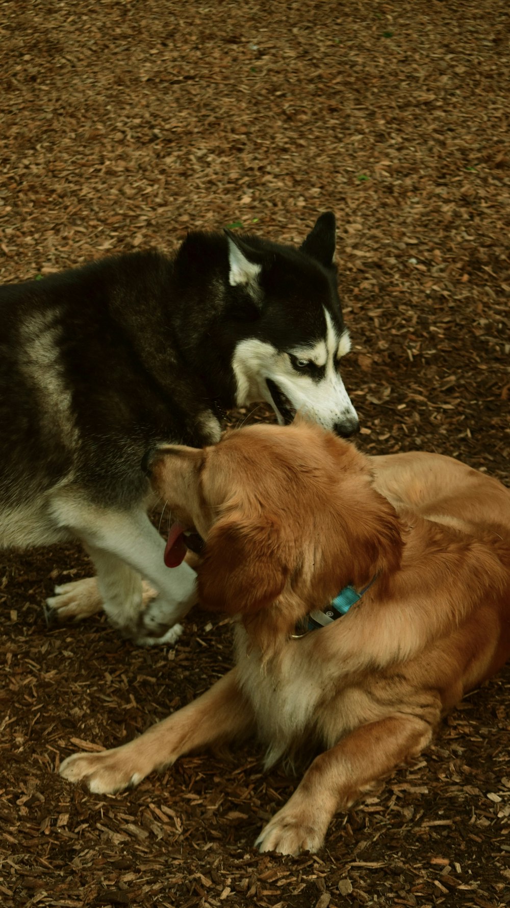 a dog and a dog lying on the ground