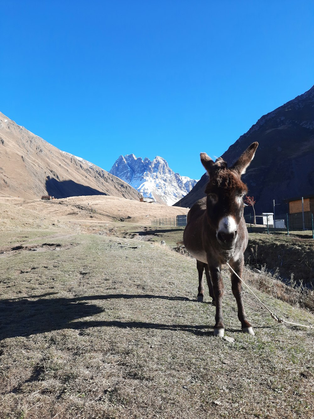 a donkey standing on a dirt road