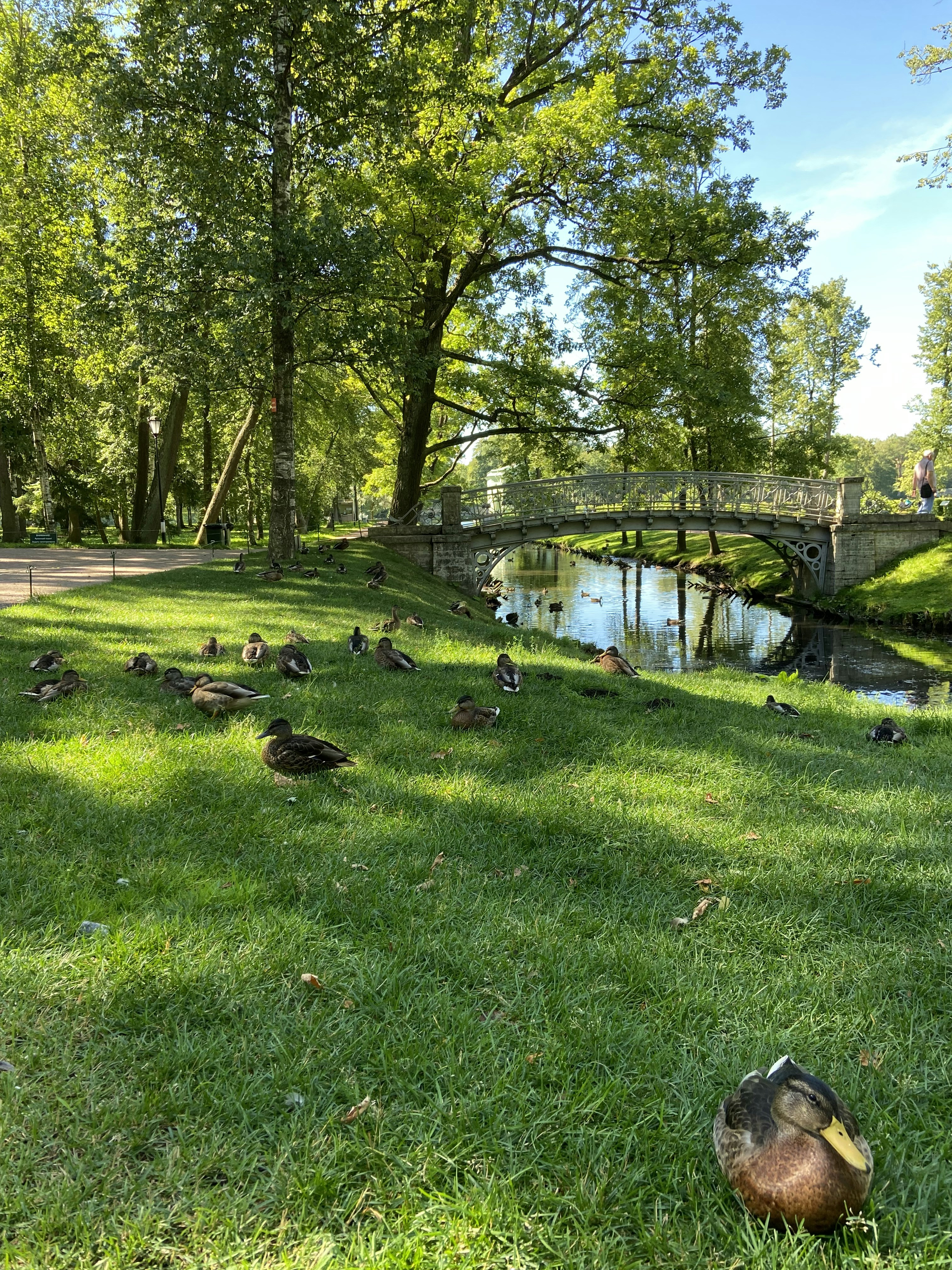 A group of ducks on grass by a pond photo Free Image on Unsplash