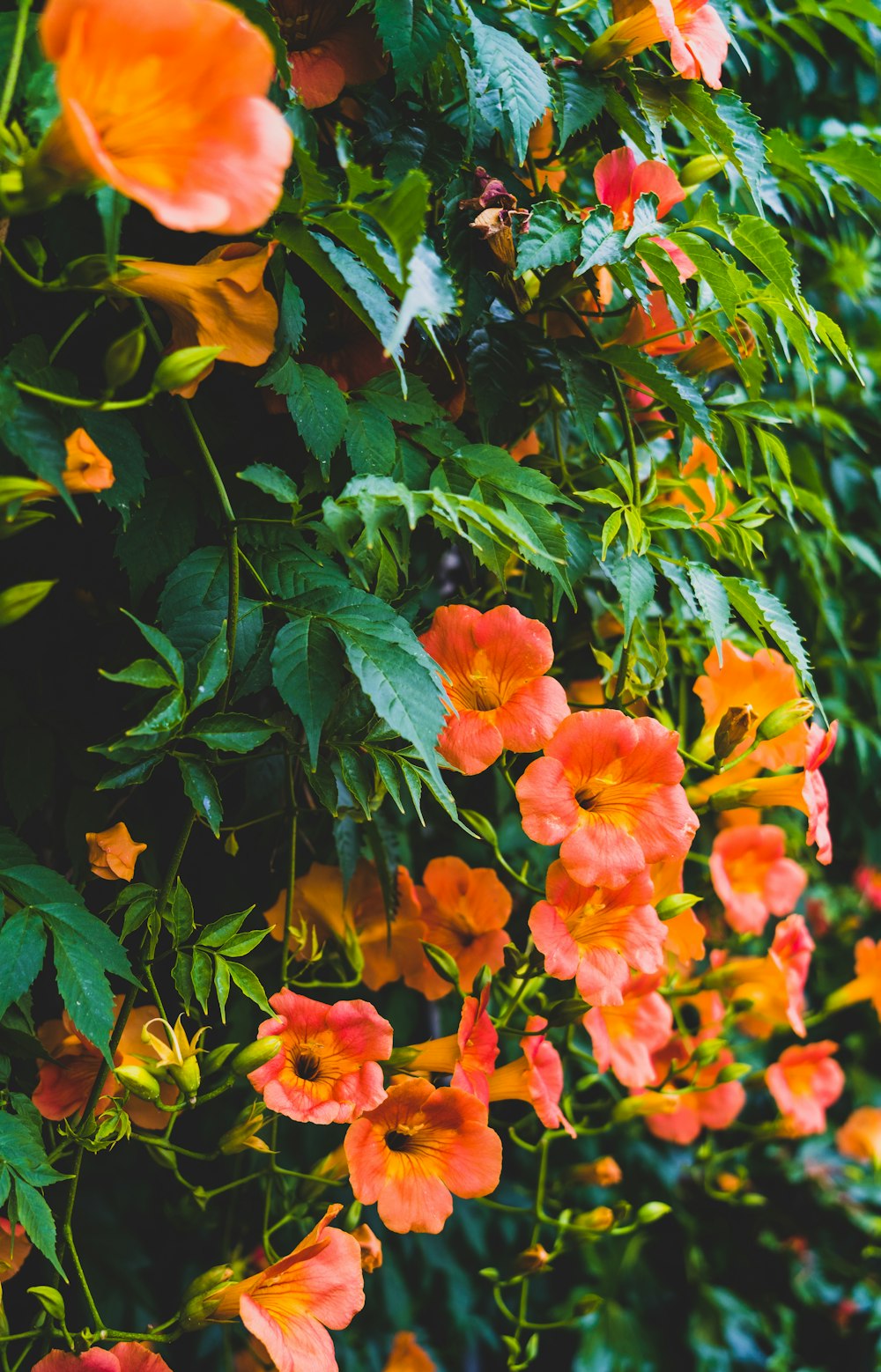 a group of flowers