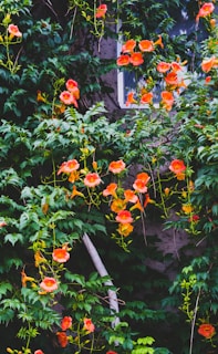 a group of flowers