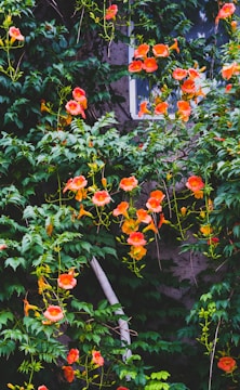 a group of flowers