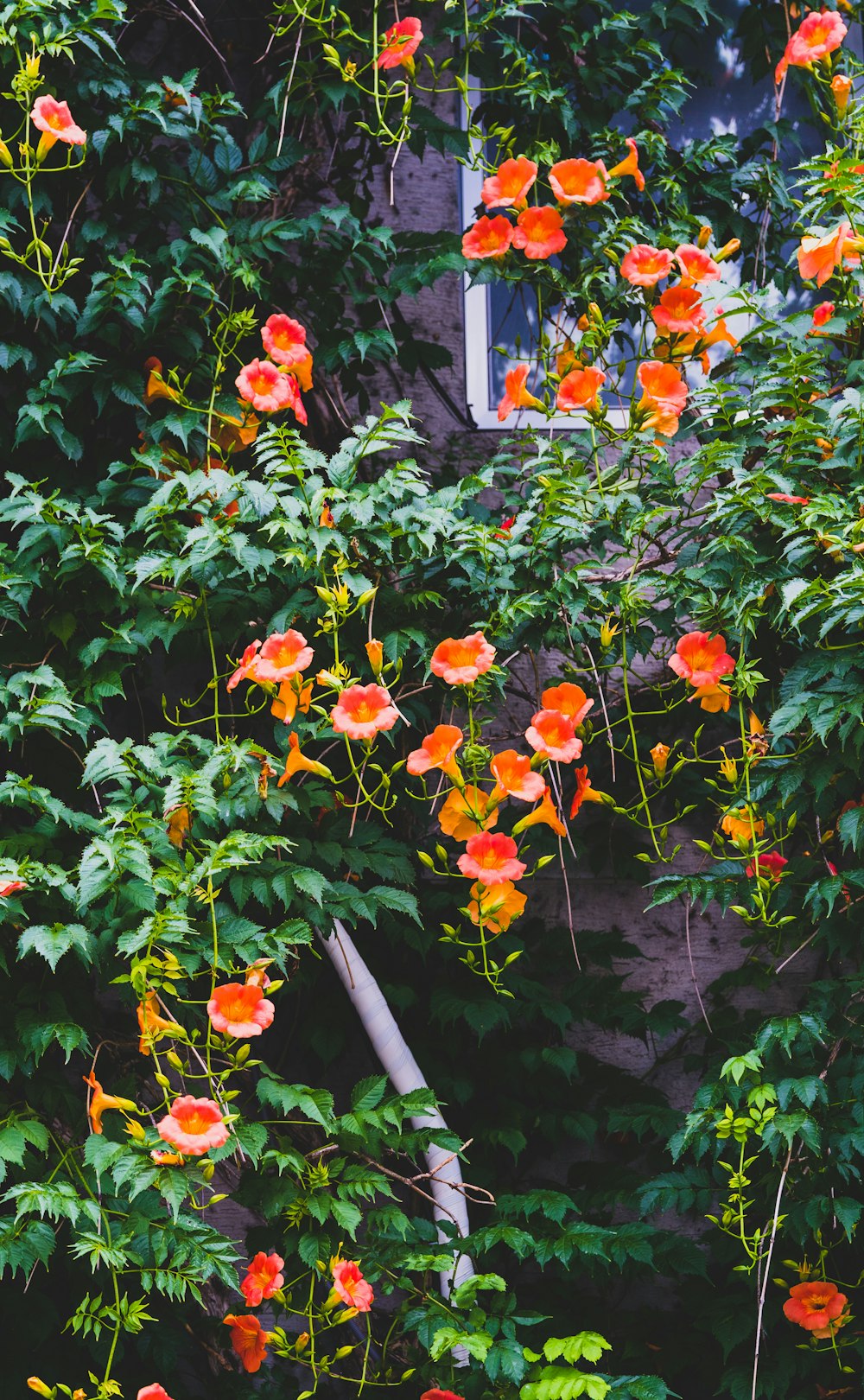 a group of flowers