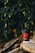 A black disposable coffee cup with a red logo and the words 'marrone rosso' printed on it sits on a stack of rustic wooden logs. A black straw is inserted into the cup, and the background features lush green foliage, creating a natural and serene setting.