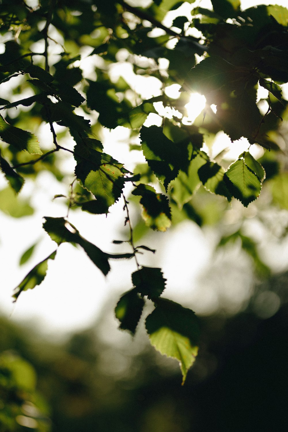 a close up of a tree branch