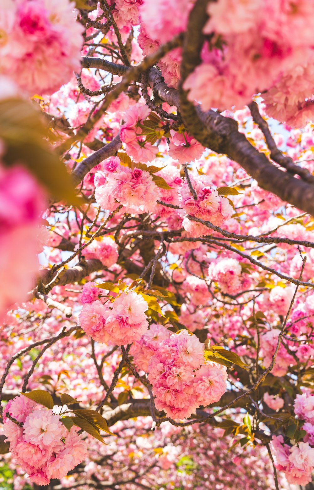 pink flowers on a tree