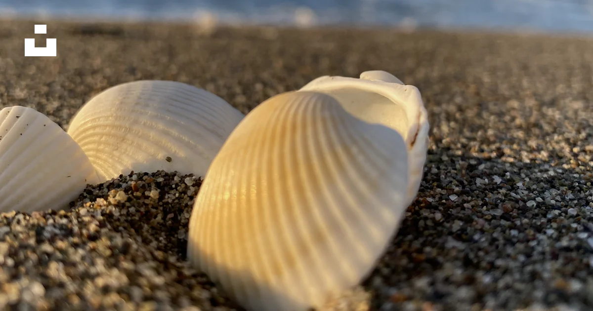 A close up of a seashell on a beach photo – Free Image on Unsplash