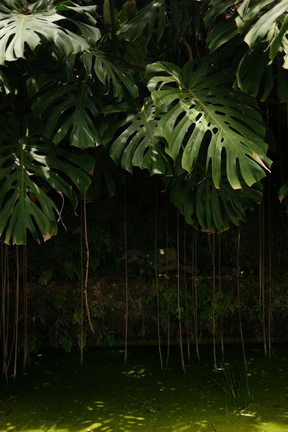 a bunch of bananas from a tree