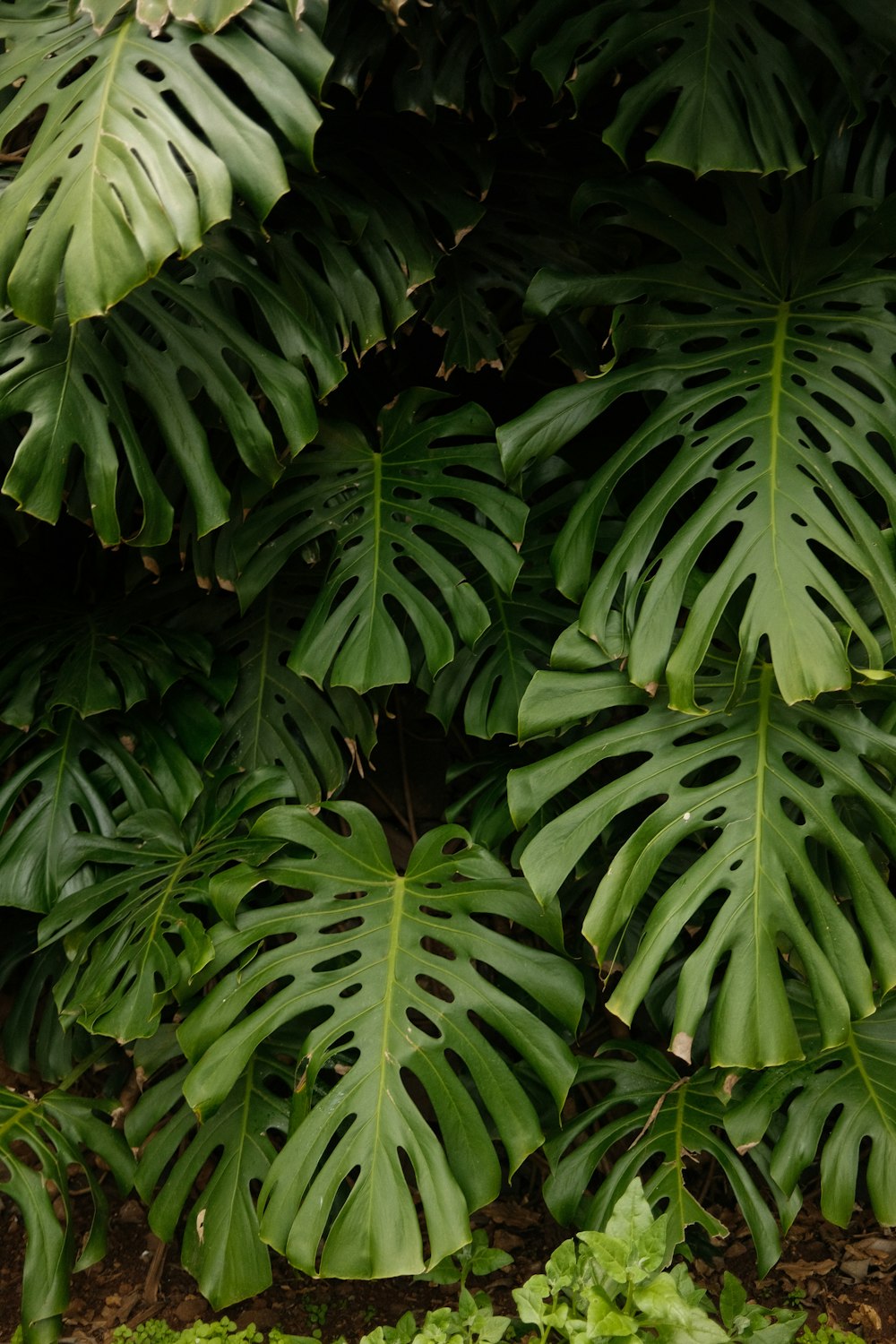 a group of green plants