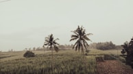 A tranquil rural landscape featuring two tall palm trees prominently positioned in a lush green field. The fields, characterized by dense grass and a few scattered shrubs, extend into the distance with a backdrop of trees and a hazy sky.