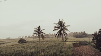 A tranquil rural landscape featuring two tall palm trees prominently positioned in a lush green field. The fields, characterized by dense grass and a few scattered shrubs, extend into the distance with a backdrop of trees and a hazy sky.