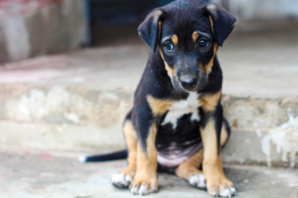 a dog sitting on a stone surface