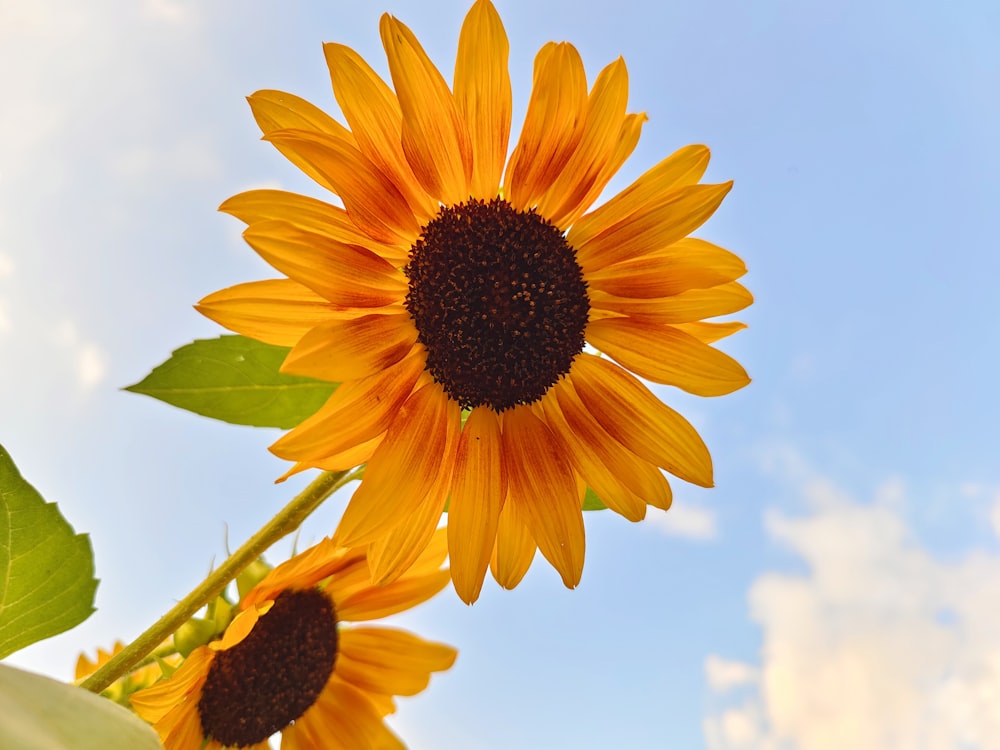 a close up of a sunflower