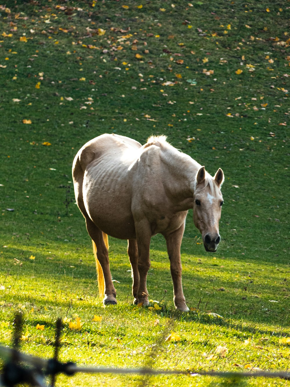 a horse standing in a field