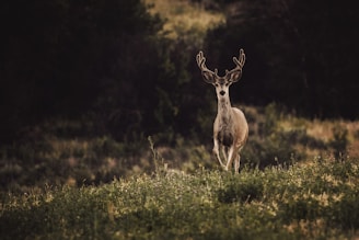 Best High-Quality Calls: This is the most crucial element.