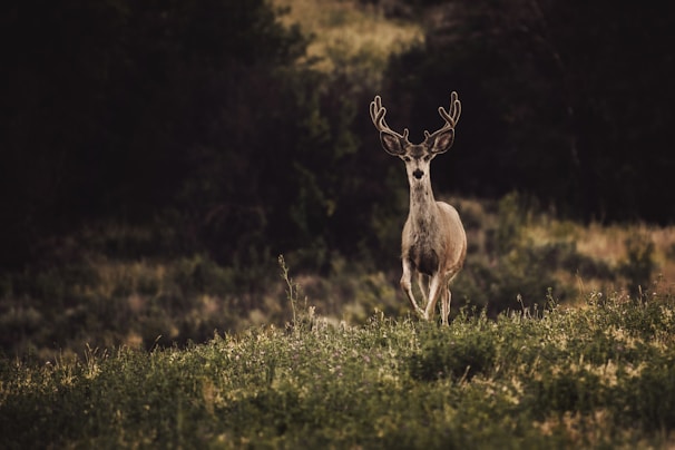 a deer in a field