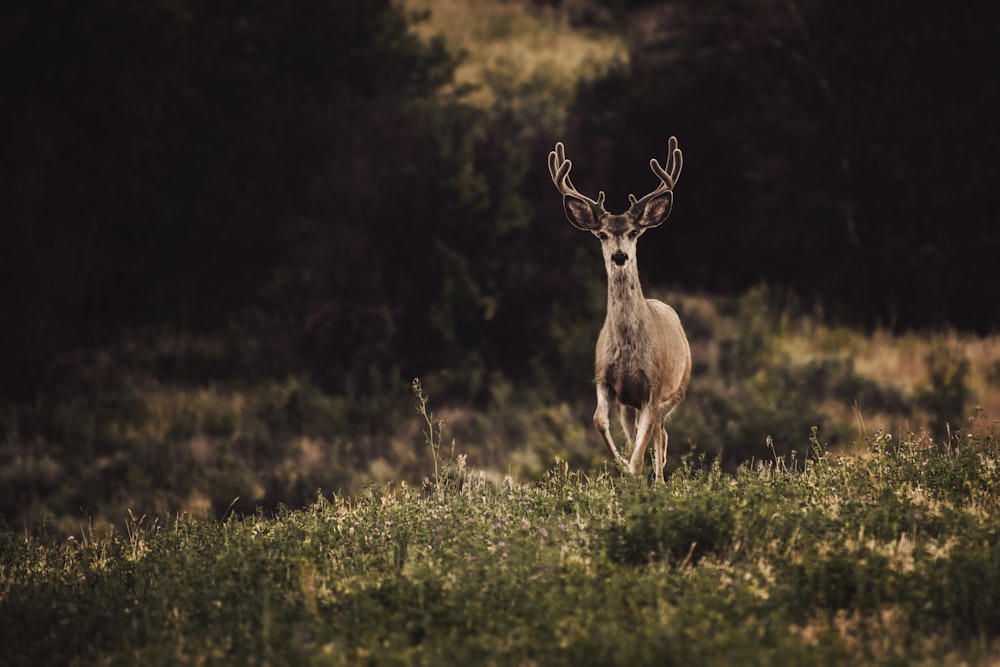 a deer in a field