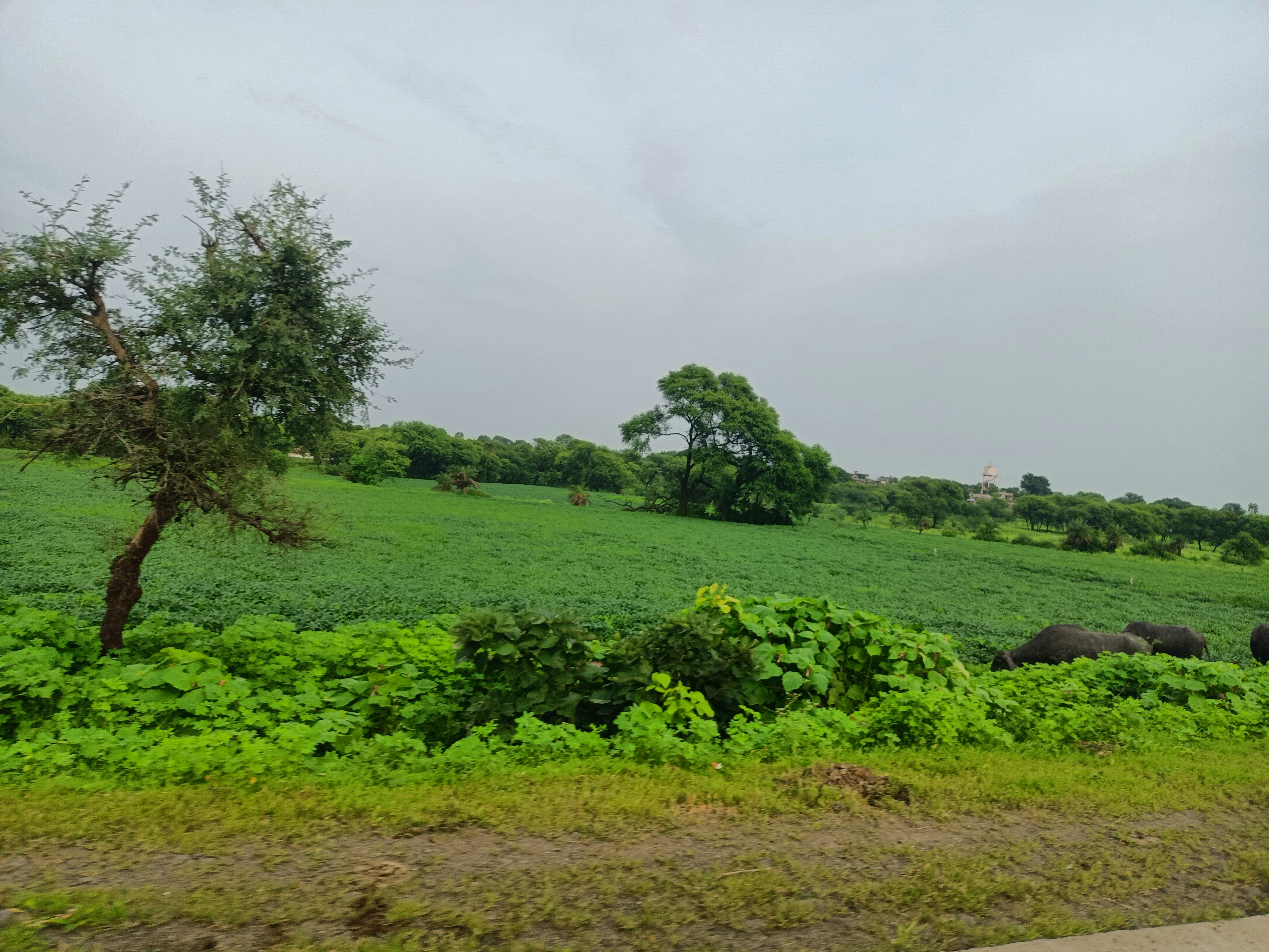 Photo by sanjeevgehlot