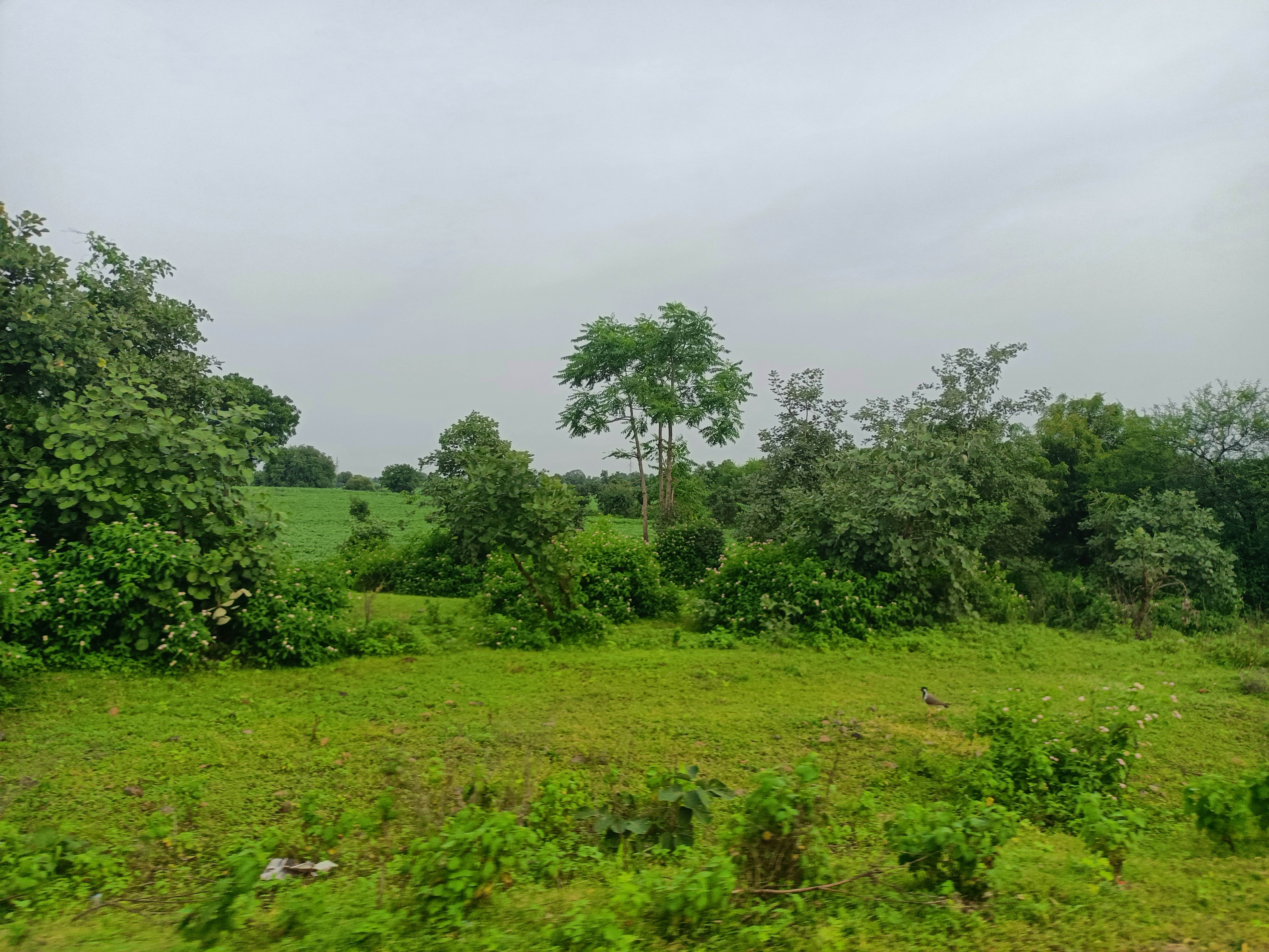 Photo by sanjeevgehlot