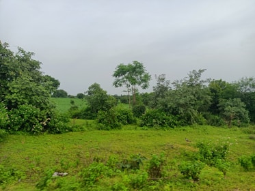 a grassy field with trees